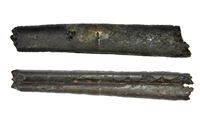 Baculites sp